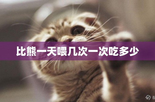 比熊一天喂幾次一次吃多少