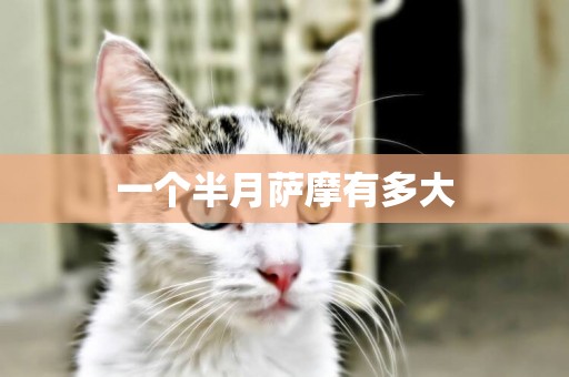 一個半月薩摩有多大