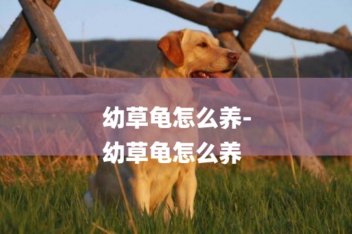 幼草龜怎么養-
幼草龜怎么養