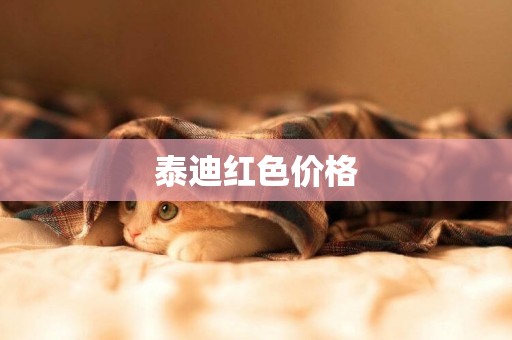 泰迪紅色價格