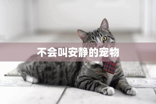 不會叫安靜的寵物