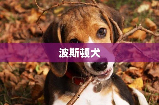 波斯頓犬