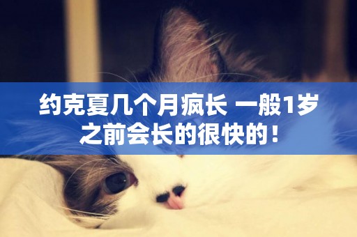 約克夏幾個月瘋長 一般1歲之前會長的很快的！