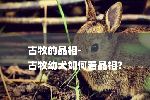 古牧的品相-
古牧幼犬如何看品相？