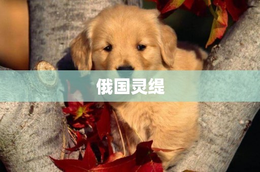 俄國靈緹