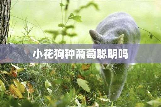 小花狗種葡萄聰明嗎