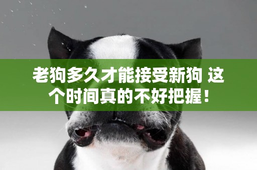 老狗多久才能接受新狗 這個時間真的不好把握! 老狗多久才能接受新狗 這個時間真的不好把握!