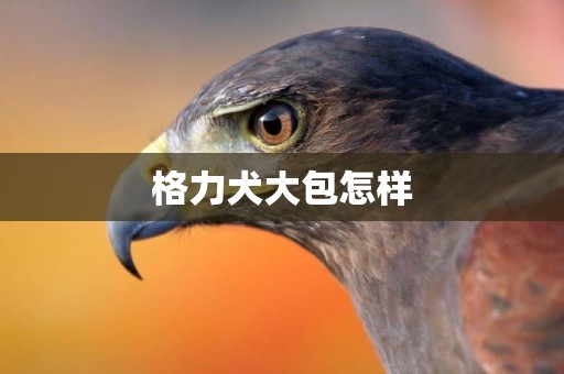 格力犬大包怎樣