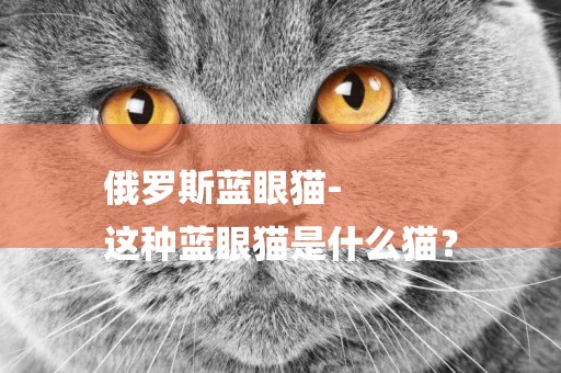 俄羅斯藍眼貓-
這種藍眼貓是什么貓？