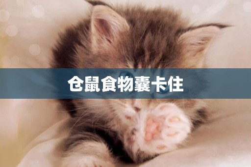 倉鼠食物囊卡住