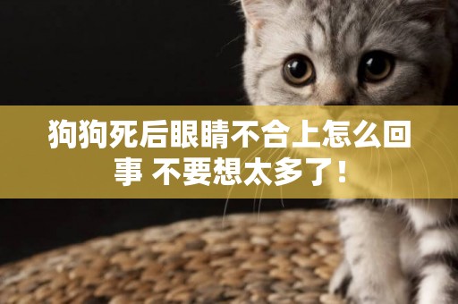 狗狗死后眼睛不合上怎么回事 不要想太多了！