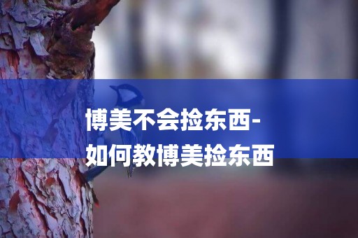 博美不會撿東西-
如何教博美撿東西