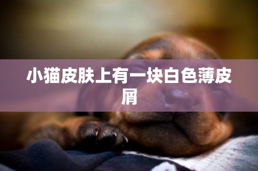 小貓皮膚上有一塊白色薄皮屑