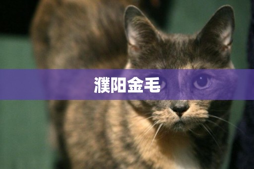 濮陽金毛