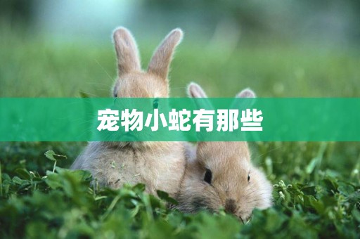 寵物小蛇有那些