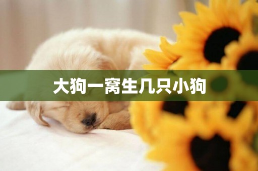 大狗一窩生幾只小狗