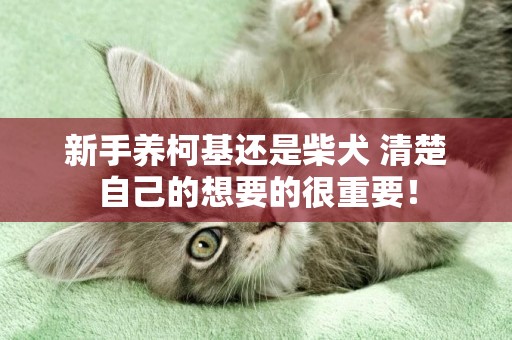 新手養柯基還是柴犬 清楚自己的想要的很重要！