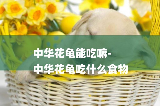 中華花龜能吃嘛-
中華花龜吃什么食物