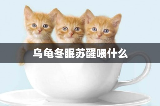 烏龜冬眠蘇醒喂什么