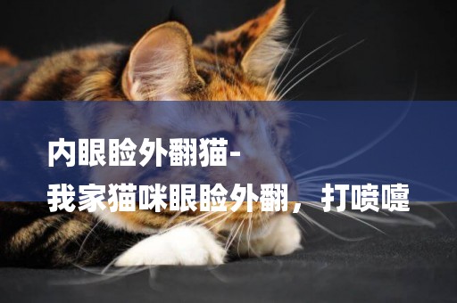 內眼瞼外翻貓-
我家貓咪眼瞼外翻，打噴嚏