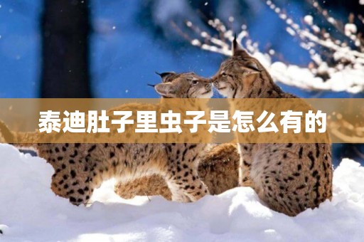 泰迪肚子里蟲子是怎么有的