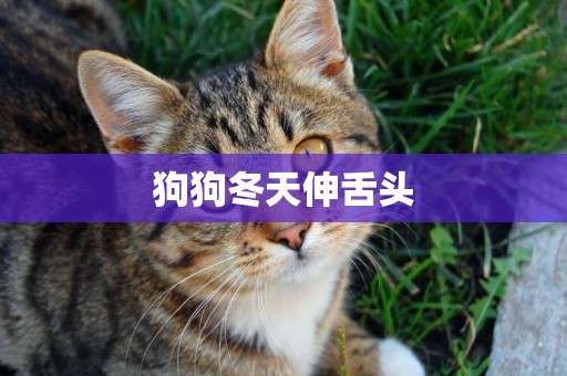 狗狗冬天伸舌頭