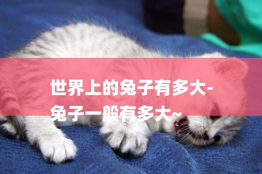 世界上的兔子有多大-
兔子一般有多大~