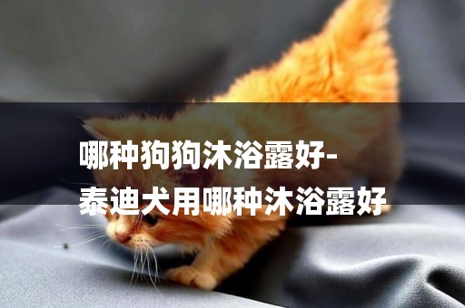 哪種狗狗沐浴露好-
泰迪犬用哪種沐浴露好