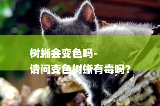 樹蜥會變色嗎-
請問變色樹蜥有毒嗎？