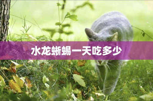 水龍蜥蜴一天吃多少