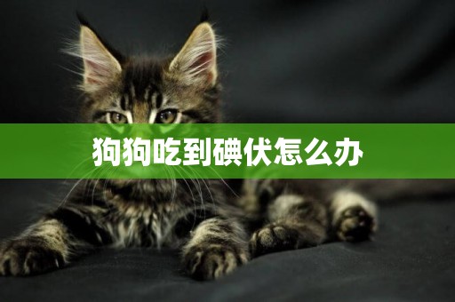 狗狗吃到碘伏怎么辦