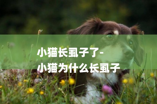 小貓長虱子了-
小貓為什么長虱子