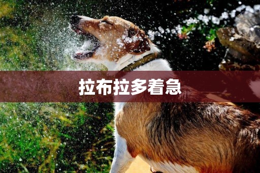 拉布拉多著急