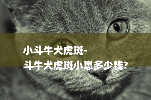 小斗牛犬虎斑-
斗牛犬虎斑小崽多少錢?