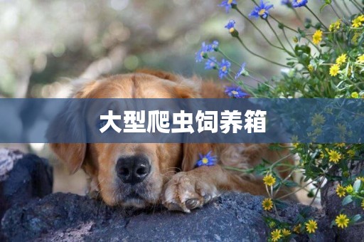 大型爬蟲飼養箱