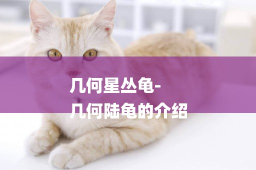 幾何星叢龜-
幾何陸龜的介紹