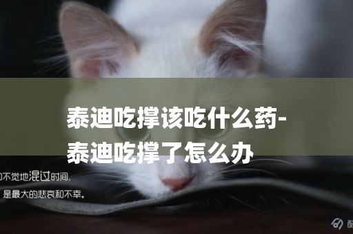 泰迪吃撐該吃什么藥-
泰迪吃撐了怎么辦