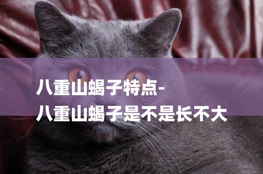 八重山蝎子特點-
八重山蝎子是不是長不大