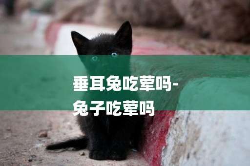 垂耳兔吃葷嗎-
兔子吃葷嗎