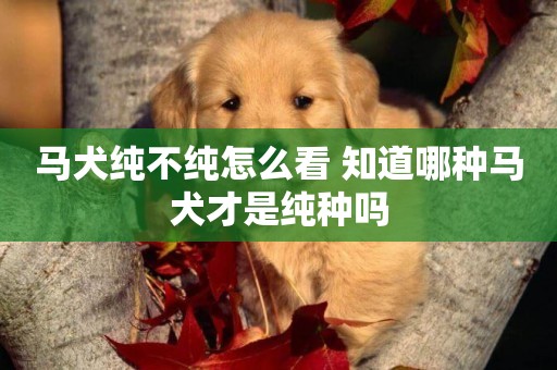 馬犬純不純怎么看 知道哪種馬犬才是純種嗎