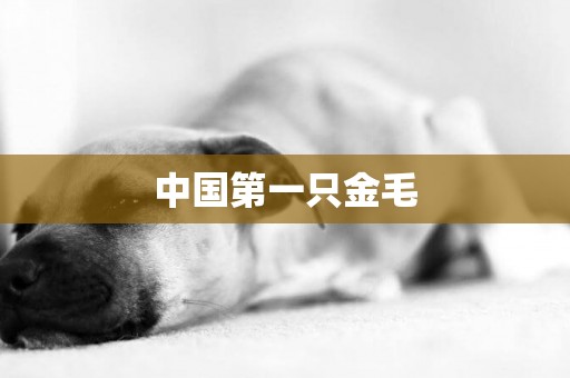 中國第一只金毛