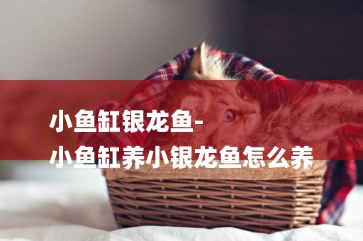小魚缸銀龍魚-
小魚缸養小銀龍魚怎么養