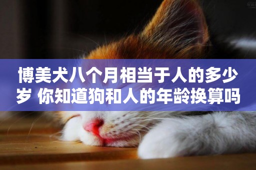博美犬八個月相當于人的多少歲 你知道狗和人的年齡換算嗎