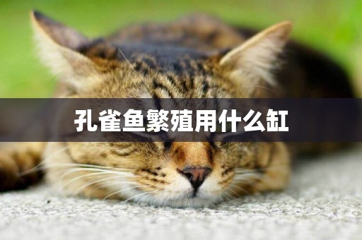 孔雀魚繁殖用什么缸