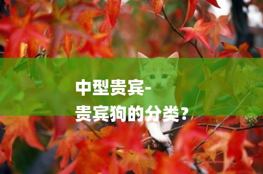 中型貴賓-
貴賓狗的分類？