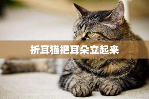 折耳貓把耳朵立起來
