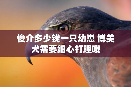 俊介多少錢一只幼崽 博美犬需要細心打理哦