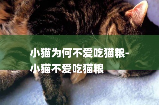 小貓為何不愛吃貓糧-
小貓不愛吃貓糧