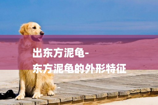 出東方泥龜-
東方泥龜的外形特征