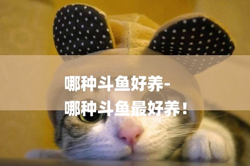哪種斗魚好養-
哪種斗魚最好養！